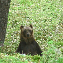 orso parco nazionale abruzzo